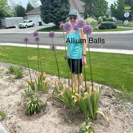Allium Bulbs (Giant) - Gladiator