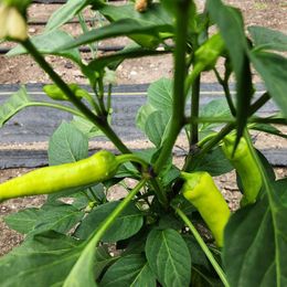 Sweet Pepper Seeds - Purple Beauty