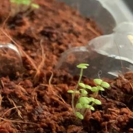 Mint Seeds -  Corsican Mini Mint