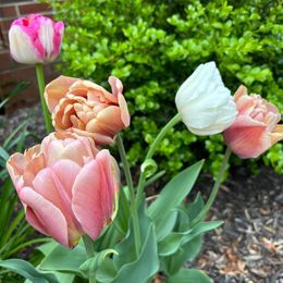Tulip Bulbs - La Belle Epoque Romantic Mix