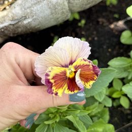 Pansy Seeds - Pastel Mix