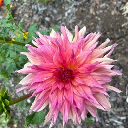 Dahlia Bulbs (Dinnerplate) - Belle of Barmera