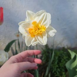 Tulip & Daffodil Bulbs - Peach Lemonade Collection