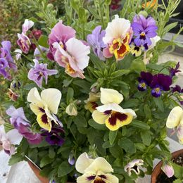 Pansy Seeds - Pastel Mix