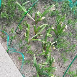 Allium Bulbs (Giant) - Gladiator