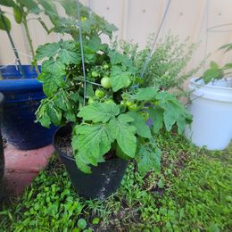 Tomato Seeds - Tiny Tim