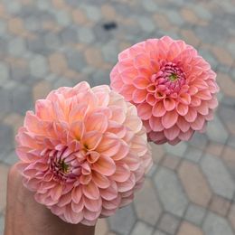 Dahlia Bulbs (Ball) - Linda's Baby