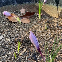 Saffron Crocus Bulbs - Crocus Sativus