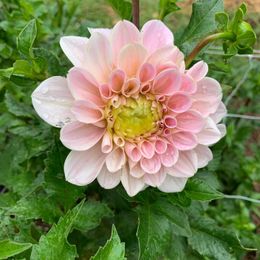 Dahlia Bulbs (Decorative) - Sweet Nathalie