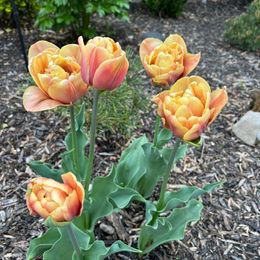Tulip Bulbs - La Belle Epoque Romantic Mix
