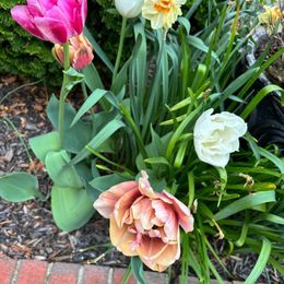 Tulip Bulbs - La Belle Epoque Romantic Mix