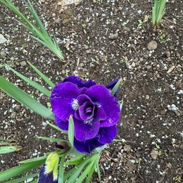 Siberian Iris Roots - Black Flowered