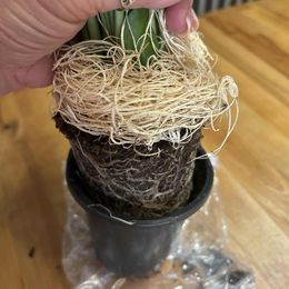 Bloomer Box - Mystery Houseplant Subscription Box
