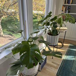 Monstera Deliciosa | Send A Plant Gift Box - Plant In The Box