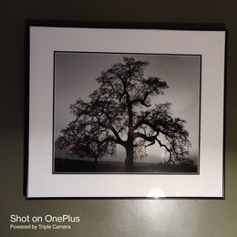Oak Tree/アンセル アダムス/ポスター Ansel Adams FRAMED Art Print 24x30 