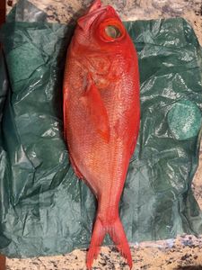 Kinmedai Alfonsino Fish from Toyosu Market – Regalis Foods