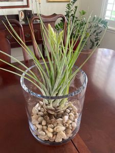 cinnamon plants Ceylon Cinnamon Tree - Live Plant in a 3 Gallon Growers Pot