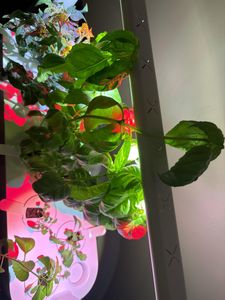 Smart Garden Riempitrice Per Alimenti Per Uccelli | Imbuto Con Collo Largo E Clip Di Rilascio | In Plastica Resistente | Per Mangiatoie Appese | Ricarica Facile E Senza Sporco - 5
