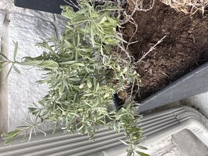 Phenomenal Lavender | Fragrant Lavender Perennial  Simply Trees