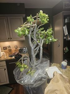 Jade Tree