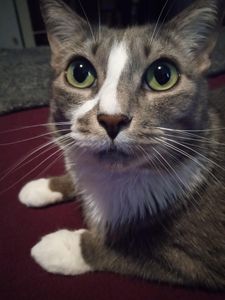 Kangaroo-MAINT Canned Paté Cat Food