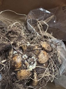 Dahlia Bulbs (Decorative) - La Belle Epoque