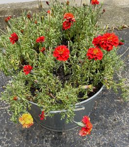 Marigold Seeds - Strawberry Blonde