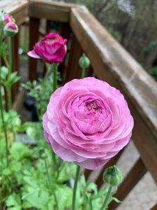 Ranunculus Bulbs - Purple Jean