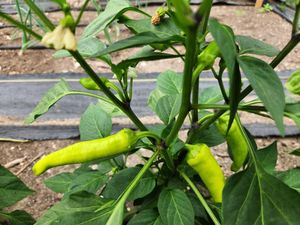 Sweet Pepper Seeds - Purple Beauty