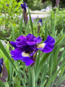 Siberian Iris Roots - Black Flowered