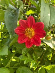 Dahlia Seeds - Unwins Bedding Mix