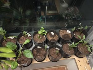 Dahlia Bulbs - Pink Powerhouse Mix