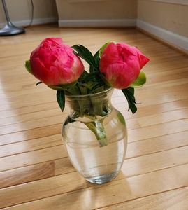 Peony Roots - Coral Sunset