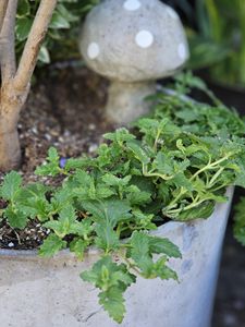 Superbena Sparkling® Amethyst Verbena | Proven Winners