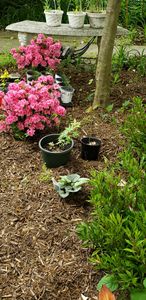 Brunnera macrophylla 'Jack of Diamonds' | Proven Winners