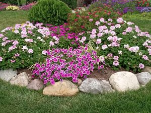 Supertunia® Hoopla™ Vivid Orchid™ Petunia | Proven Winners