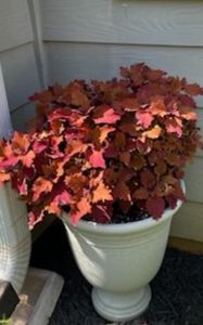 シペラスメイウィンド苗 ColorBlaze® Wicked Hot™ Coleus | Proven Winners® – Creekside