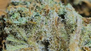 Godfather OG CBD