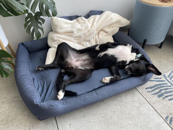 Customer photo from Alec Z.'s review of The Everyday Bed