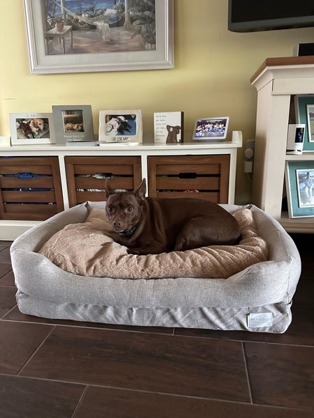 Bentley on the Everyday Bed