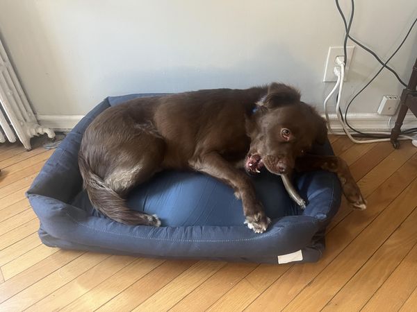Mike and his dog on the Everyday Bed