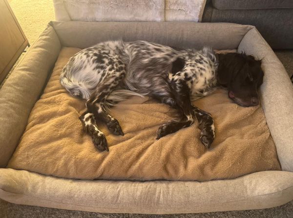 Moose on the Everyday Bed