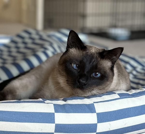 Customer photo from Marjorie S.'s review of The Everyday Bed