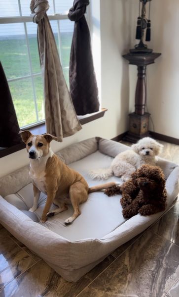 Customer photo from Bean's review of The Everyday Bed