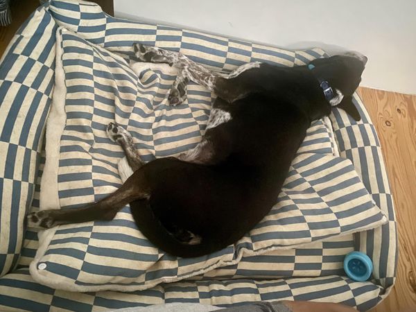 Customer photo from Haathi N.'s review of The Everyday Bed