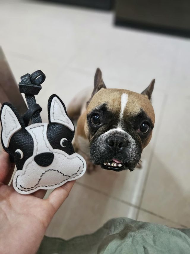 Elegant dog sitting calmly beside its owner