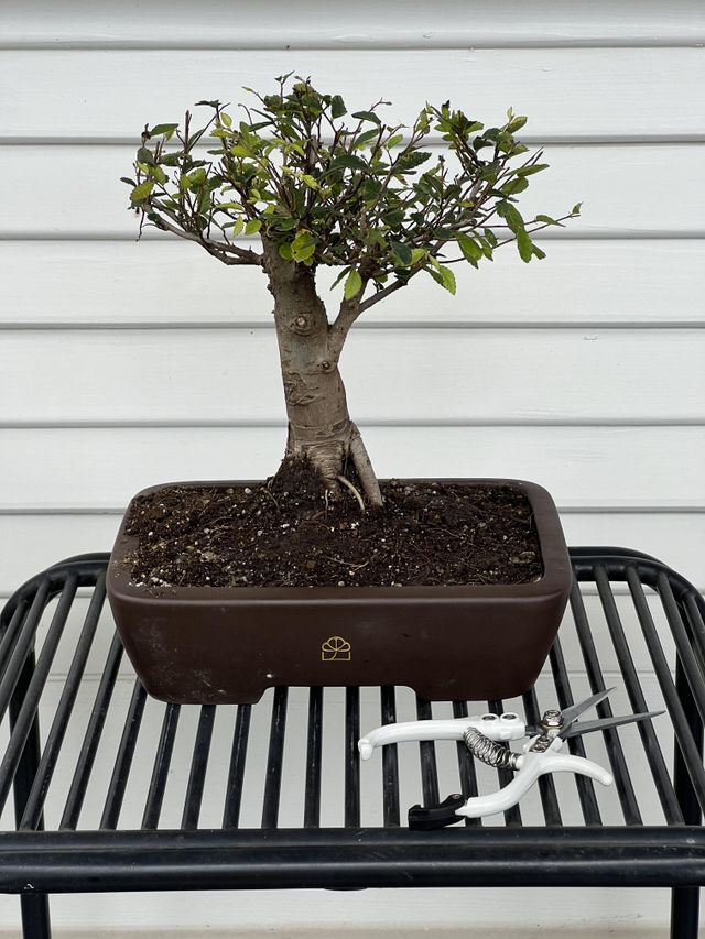 nano bonsai aquascape Bonsai Driftwood Scape Starter Kit