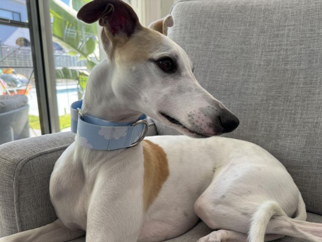 Fantastic Whippet martingale collar.